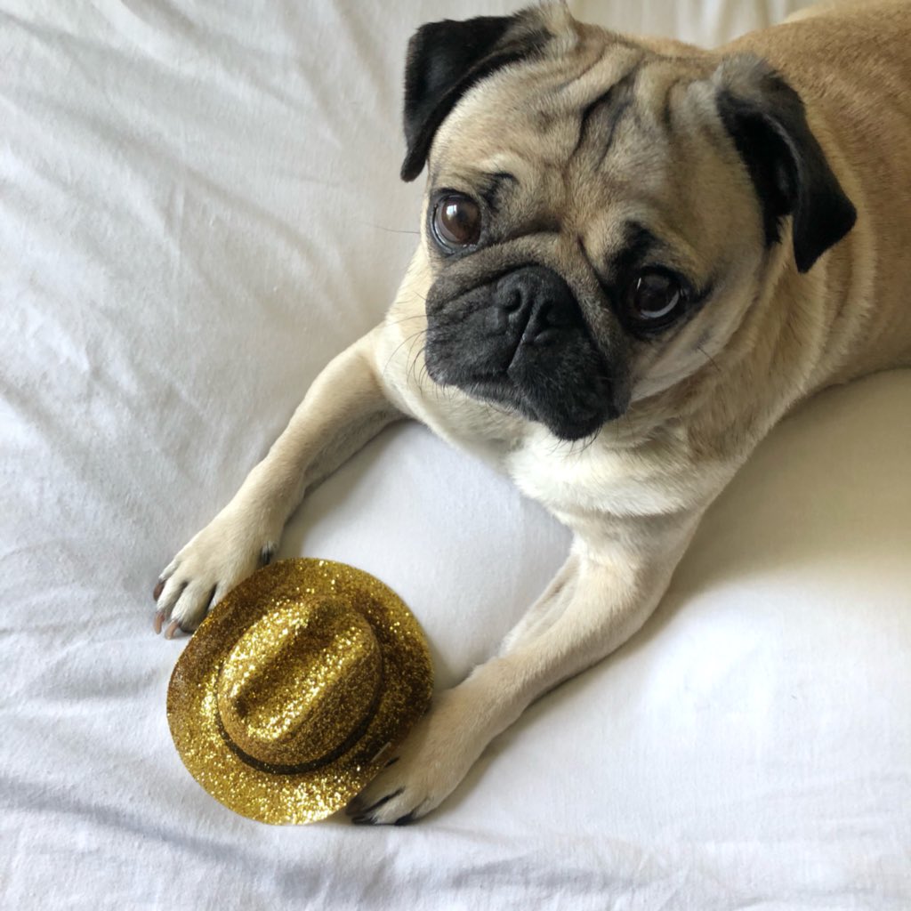 pugs cowboy hats