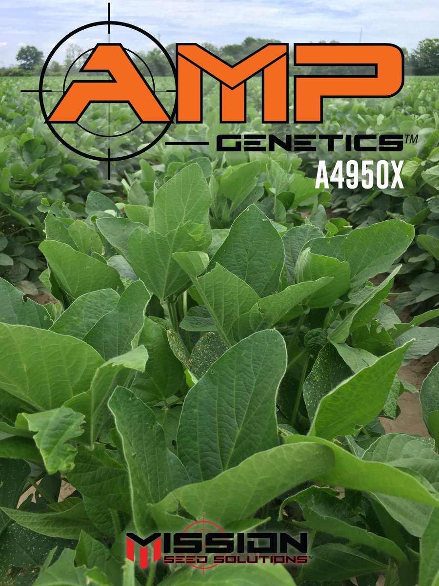 SeedMission's tweet photo. These AMP #soybeans in Tchula, MS are starting to make 38” middles look small. Perfect variety that fits all soil types in the Mid-South. Ask your @PinnacleAgLLC  rep for more info or check out all of our varieties by clicking here: https://t.co/NeePq8tA8O https://t.co/DO3K8Bq7kQ
