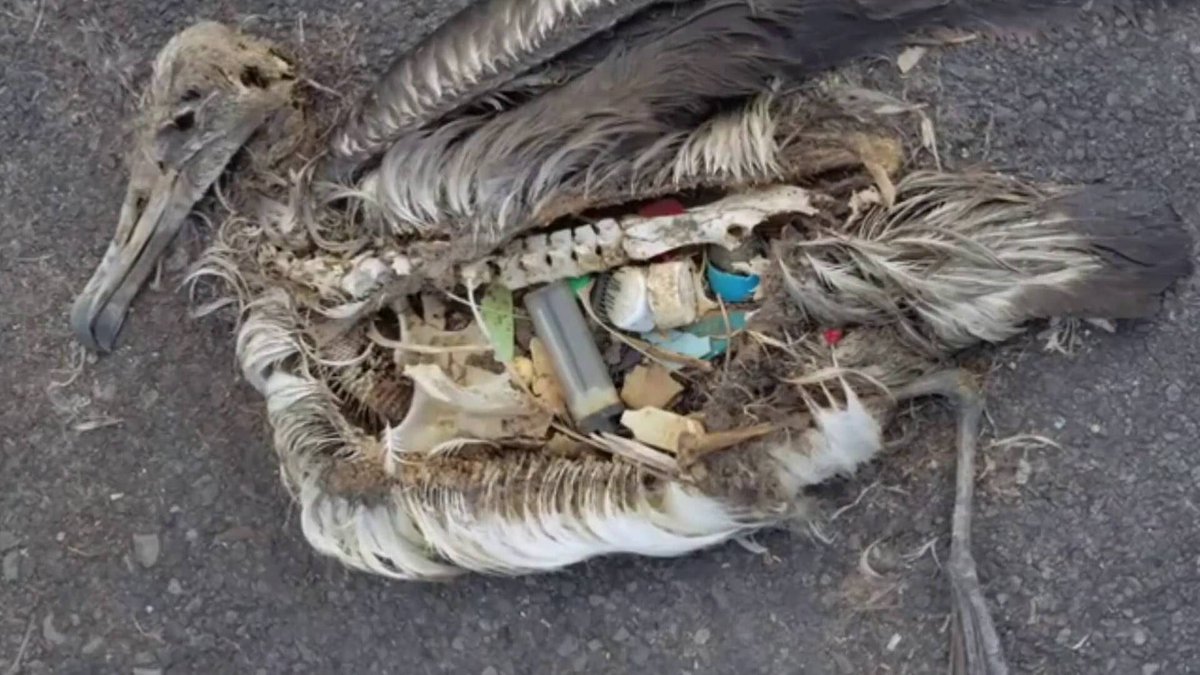 n_juod's tweet photo. The world is cruel enough, so be kind 🙏❤️. #WorldEnvironmentDay https://t.co/fRpTvBg43I