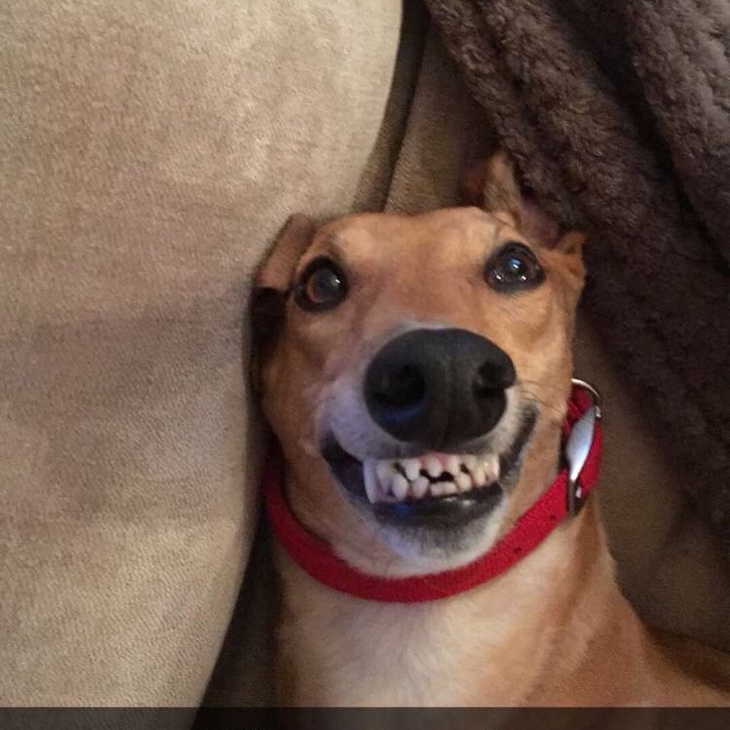 divagreyhound's tweet photo. Thank you for all the messages today!! Massive hole left in our lives after today! This is how we want to remember our girl! Smiling and loving life like she did every day with us! Now to give extra big cuddles to big bro @FreddieTheGrey now https://t.co/auVYim3AkL