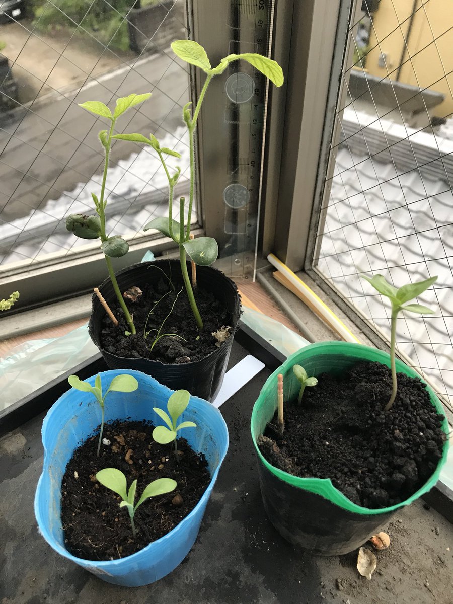 家庭菜園ませやん ベランダ菜園 いつのまにかひまわりの芽が出た 同じ日に植えたのに数日遅れ 梅雨 家庭菜園 枝豆 矢車草 ひまわり 今日の 宮崎市は曇り時々雨かも