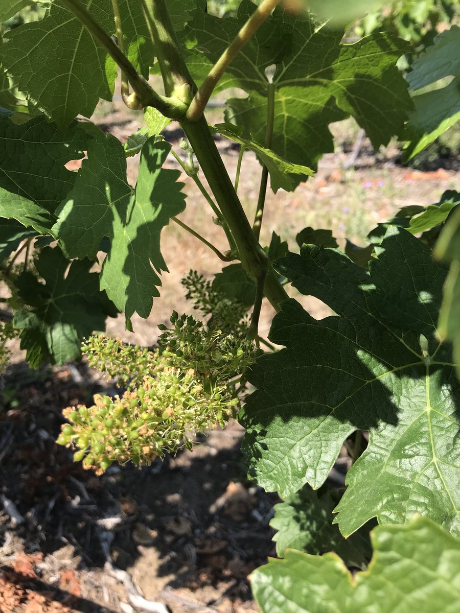 cabfranc214's tweet photo. Influoresence!!
#bcwine #BCSpring #cabfranc @bench1775 Osoyoos https://t.co/pdRWWS6wRL