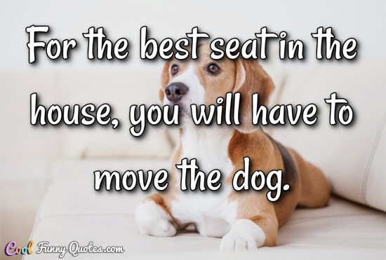 pawprintsstore's tweet photo. If you love having pictures of your dog, why not help save some animals in the process? https://t.co/6xvLBqWdOu https://t.co/HT1GoEE6by