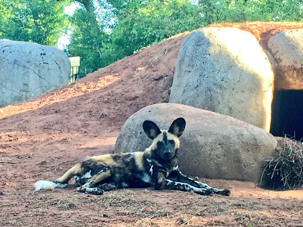 rebeccasnell91's tweet photo. Highlight of Day 2 at #REEC2018 - Safari BBQ at the end of the day &amp; getting a chance to see some of their Babirusa, Aardvarks, Painted Dogs &amp; their breathtaking Jaguars up-close🐾

Look at that beautiful face, she is incredible...

#BigCats #Enrichment #Networking @chesterzoo https://t.co/5i0rWeNzYf