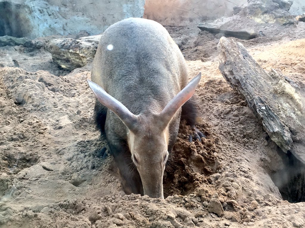 rebeccasnell91's tweet photo. Highlight of Day 2 at #REEC2018 - Safari BBQ at the end of the day &amp; getting a chance to see some of their Babirusa, Aardvarks, Painted Dogs &amp; their breathtaking Jaguars up-close🐾

Look at that beautiful face, she is incredible...

#BigCats #Enrichment #Networking @chesterzoo https://t.co/5i0rWeNzYf