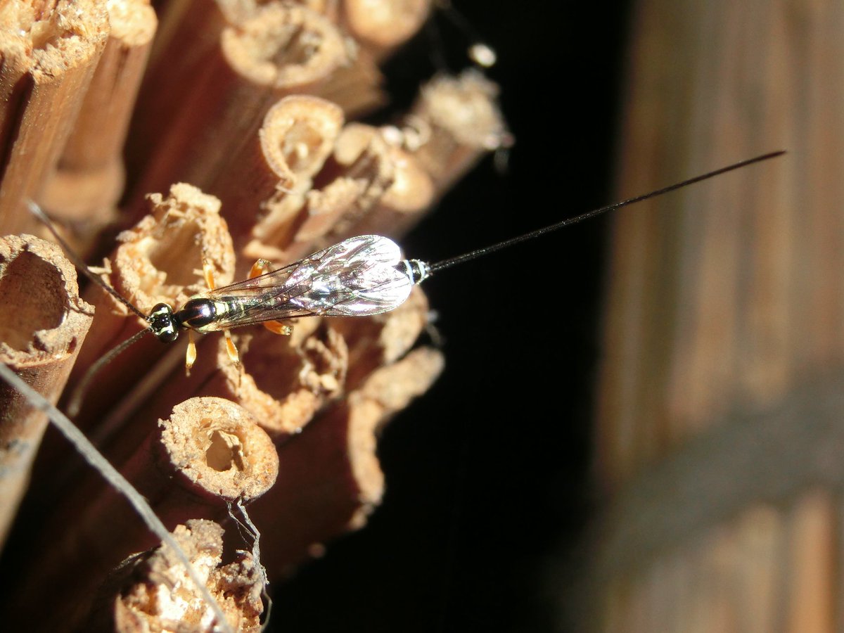 風信子 かのこ Twitterren 改めて キスジハチヤドリヒメバチ属 Perithous の一種だそう 体長より長い産卵管がカッコいい ﾉ 昆虫 蜂 寄生蜂 ヒメバチ キスジハチヤドリヒメバチ