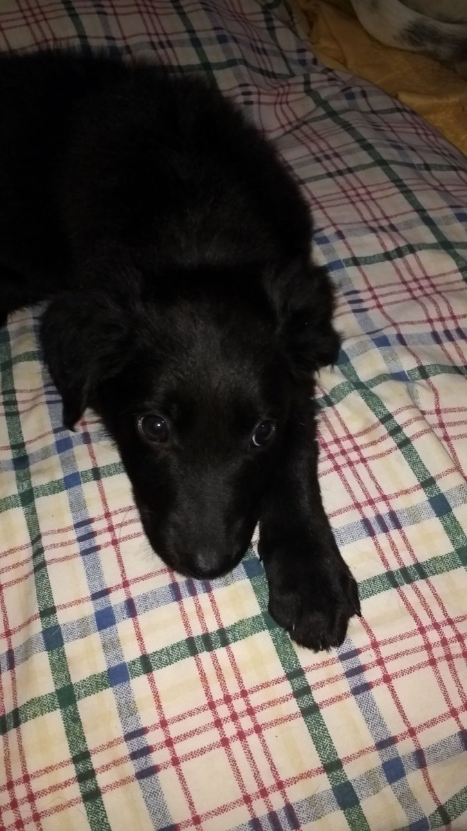 VeroTronco's tweet photo. En adopción responsable !! Me ayudan??!!!
Los levanté de la calle , Morian de hambre y frio, ahora necesitamos un hogar para ellos tres .
Dos machos y una hembra 
1561566272 yo soy el contacto 
Graciassss!! https://t.co/yIvdGyeyou