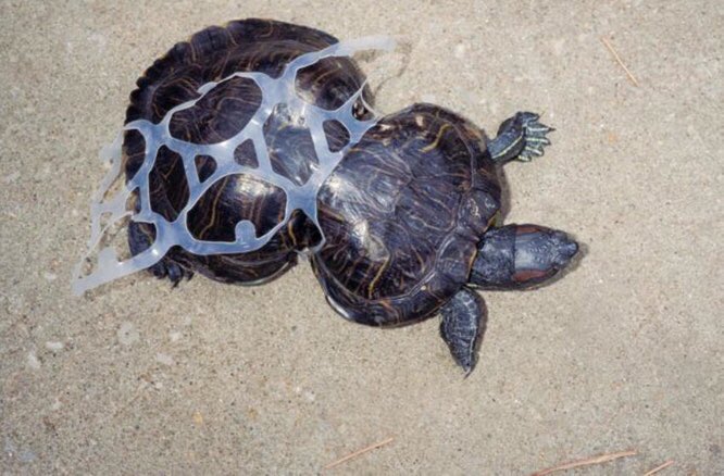 marcelamalom's tweet photo. REPITA CONMIGO ✋🏼NO funda plástica gracias, ✋🏼NO sorbete por favor, me llevo SIN funda gracias. @luisevivanco @amigosanimales @EsMundoAnimal @RescateAnimalEC @borntorecycle @ReciclarEsSalud https://t.co/KmfSG5wrsF