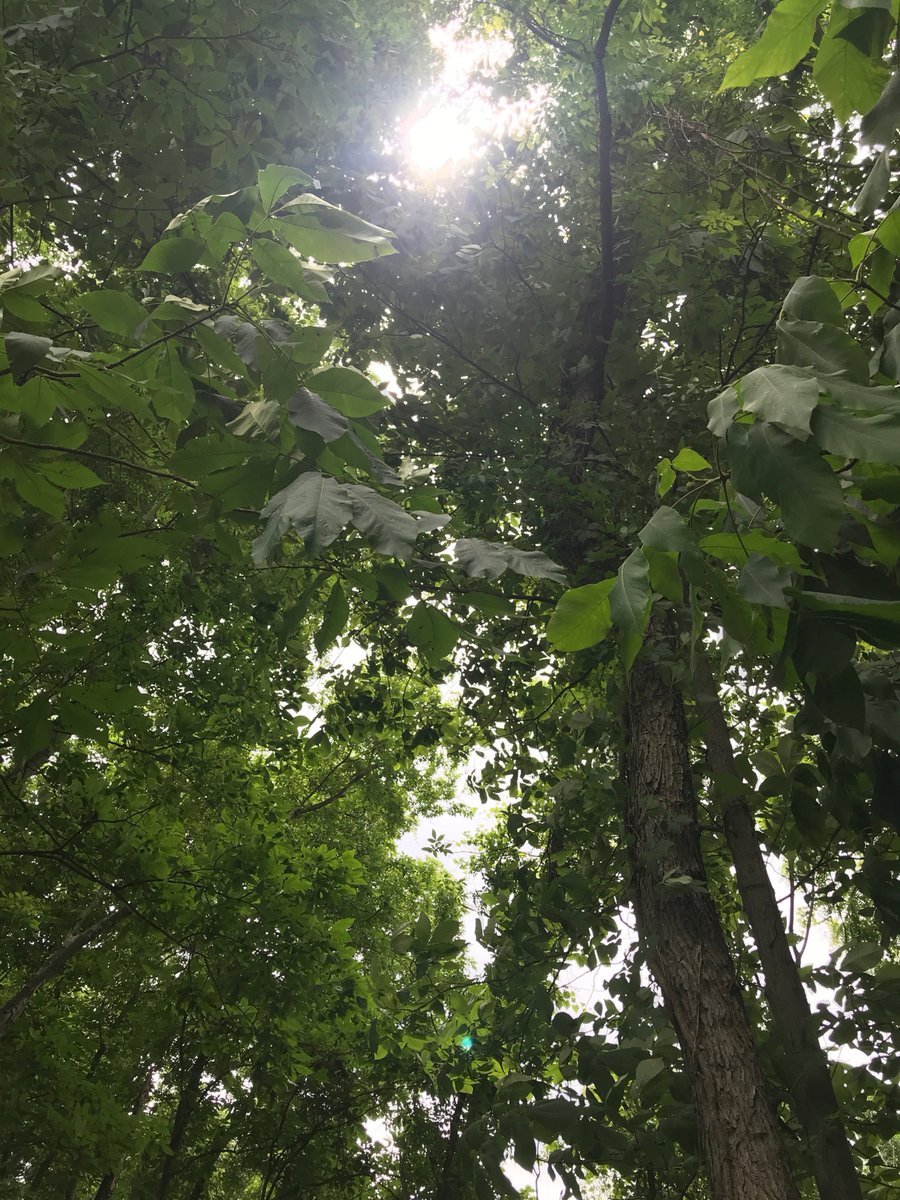 Tonight the Morgantown City Council will discuss buying (and thereby preserving forever for public use and enjoyment) the Haymaker Forest.