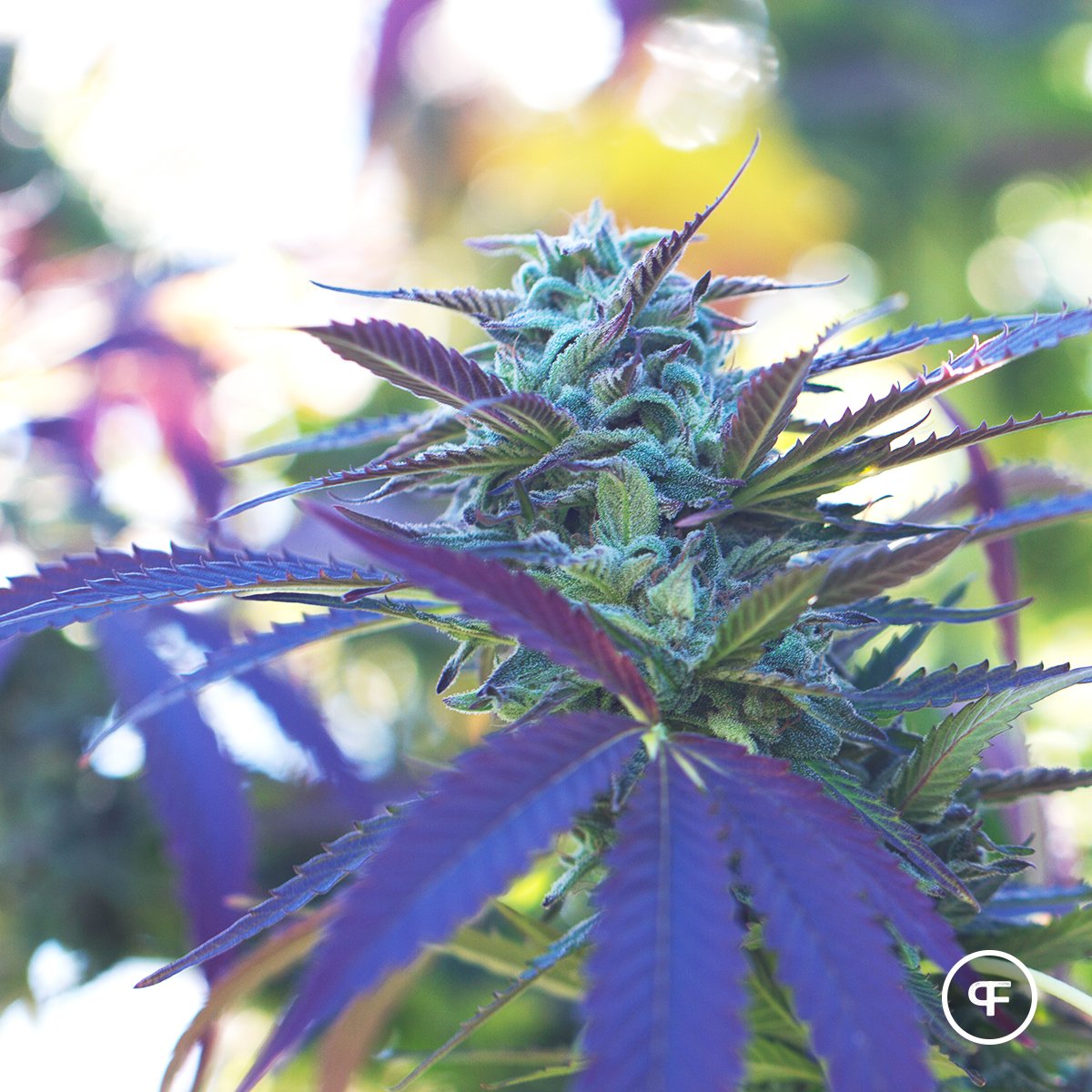 PhantomFarms's tweet photo. 'City of God' (NYC Diesel X God) 💜🤩 https://t.co/mQEbTCWzPP