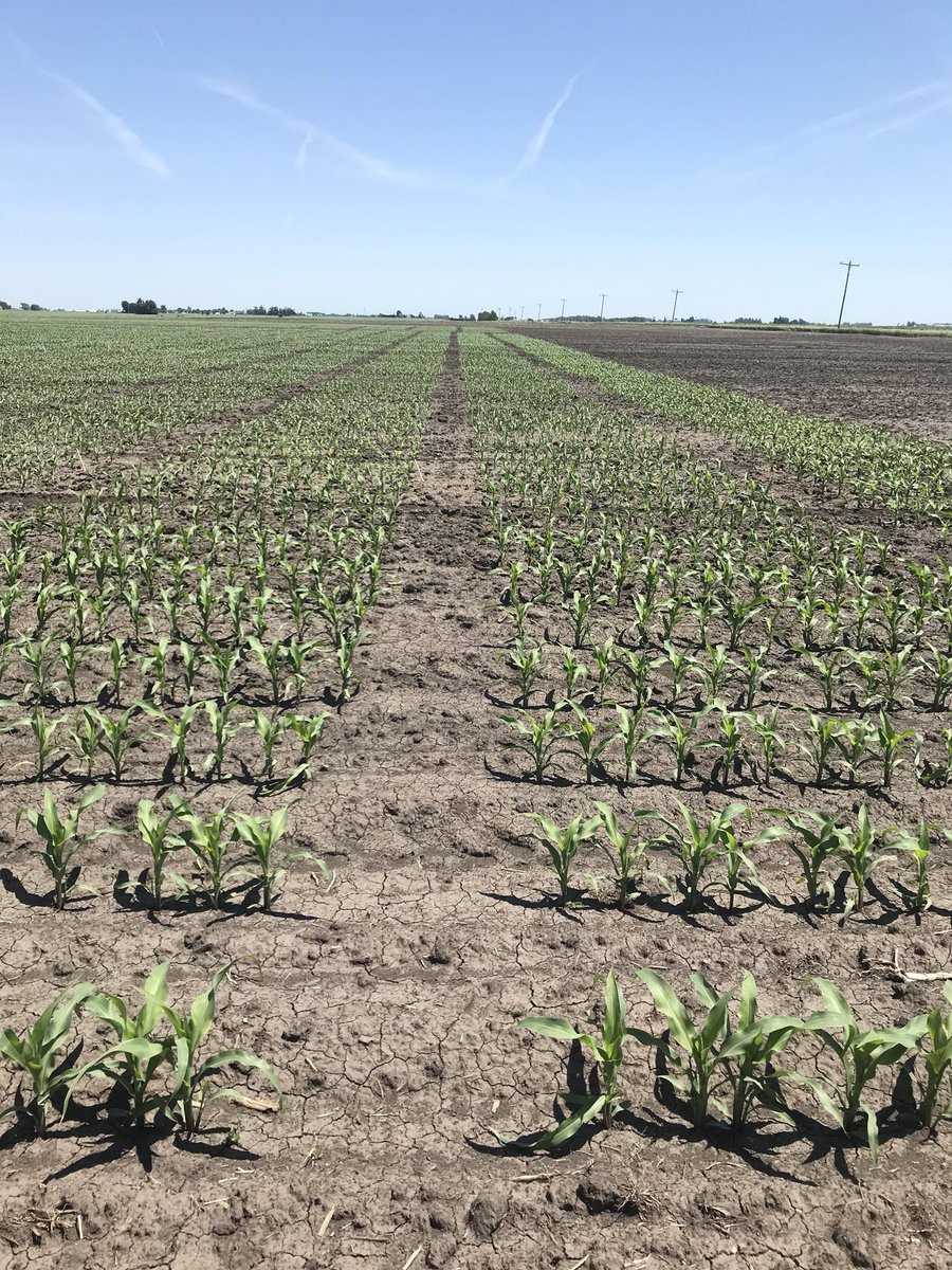 scott_stelpflug's tweet photo. The inbred lines that will contribute to the next generation of high yielding 102-108RM products are all here! Ps- how bout those clean alleys tho? 💯👍 
#nextgenproducts #yieldonyield https://t.co/4AowVRR85j