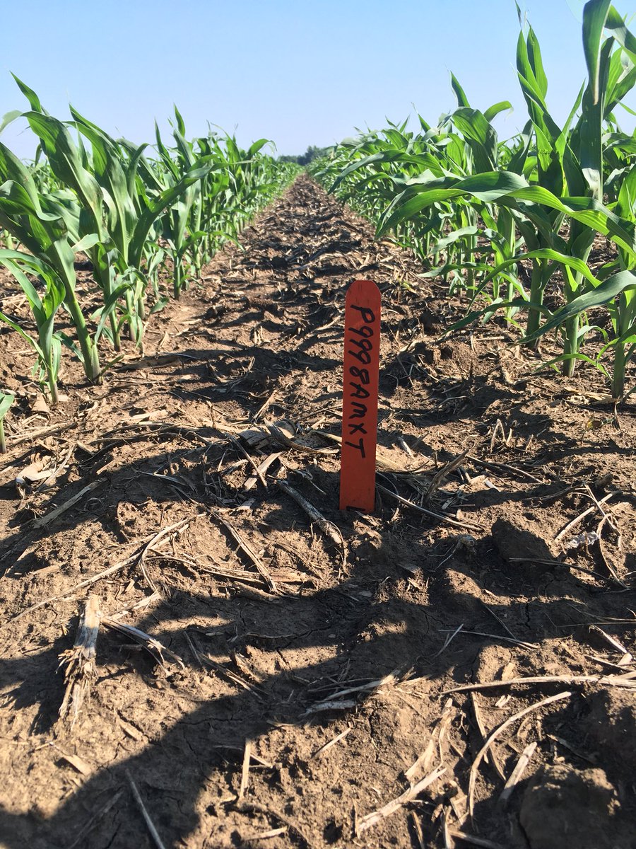 sam_hagedorn_'s tweet photo. #P9998AMXT flourishing and already at stage V5! @PioneerSDakota #yieldhero #Plant18 https://t.co/jkMc7eesfv