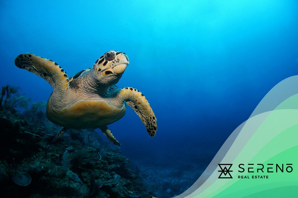 Sereno Real Estate (sereno_mx) Twitter