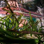 Image for the Tweet beginning: Will #seagrass really be a