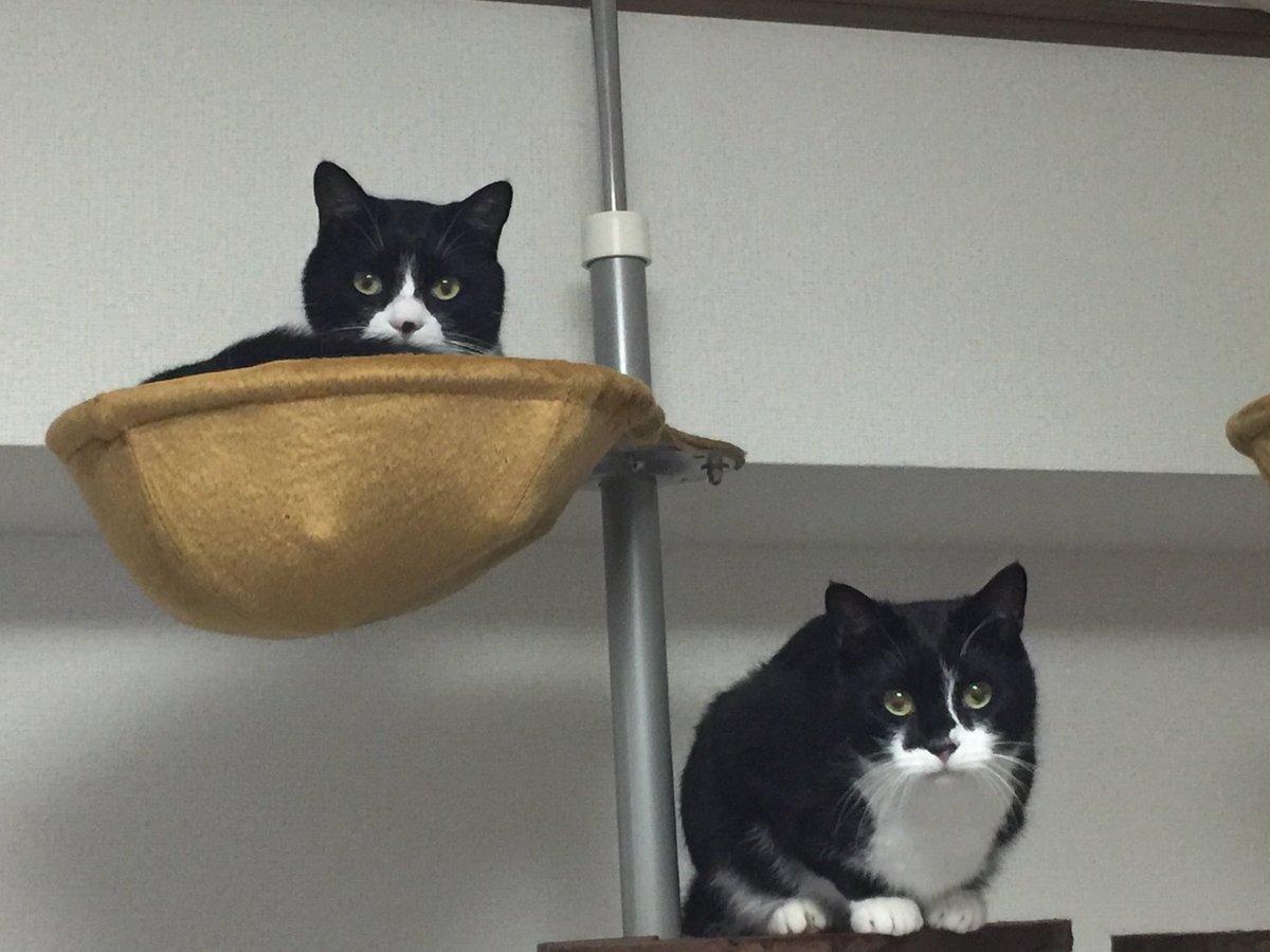 横尾忠則 おでんの姉妹猫のツートンとパソコです T Co 0bxdiclmlc Twitter 横尾忠則 おでんの姉妹猫のツートンとパソコです T Co 0bxdiclmlc Twitter