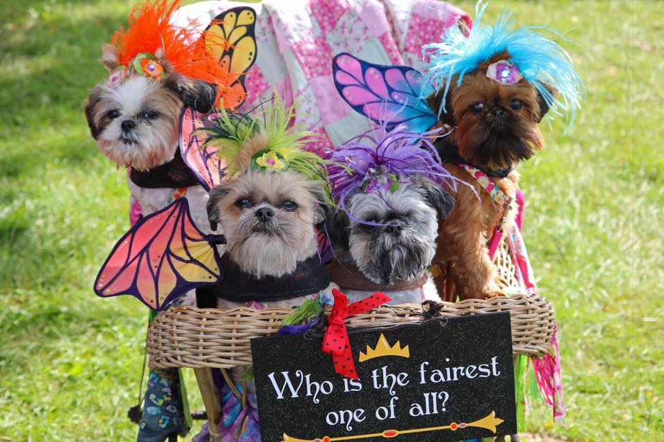 JeanetteJoy's tweet photo. Here's my friend's #JoyTrain. They love going to #Renaissance #fairs and they are so well behaved! @pickledpinkpro, are you sure we shouldn't have a dog for the #TweetMeRight #RoadTrip? https://t.co/pMzjo9TDXI
