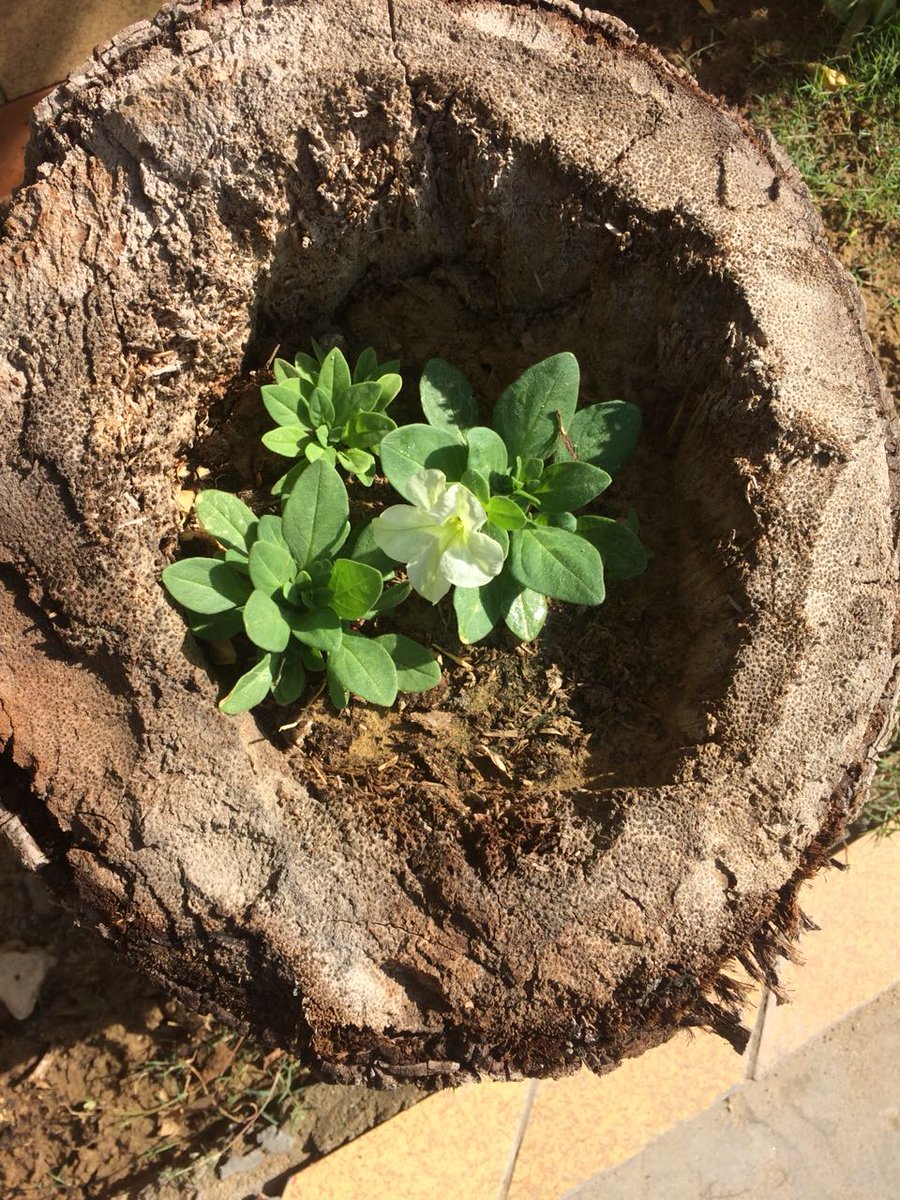 slsiobm's tweet photo. Our friend, &amp; humble poet Mohammad Saqib Manzoor brought to life this dead coconut tree outside his home. He dug it out &amp; added to it a muddy mixture only to return to this beautiful gift of nature. 🌿🌱

#WorldEnvironmentDay #socialimpact #sls #sls #iobm #green #Sustainability https://t.co/ylpbZ6Uf8X