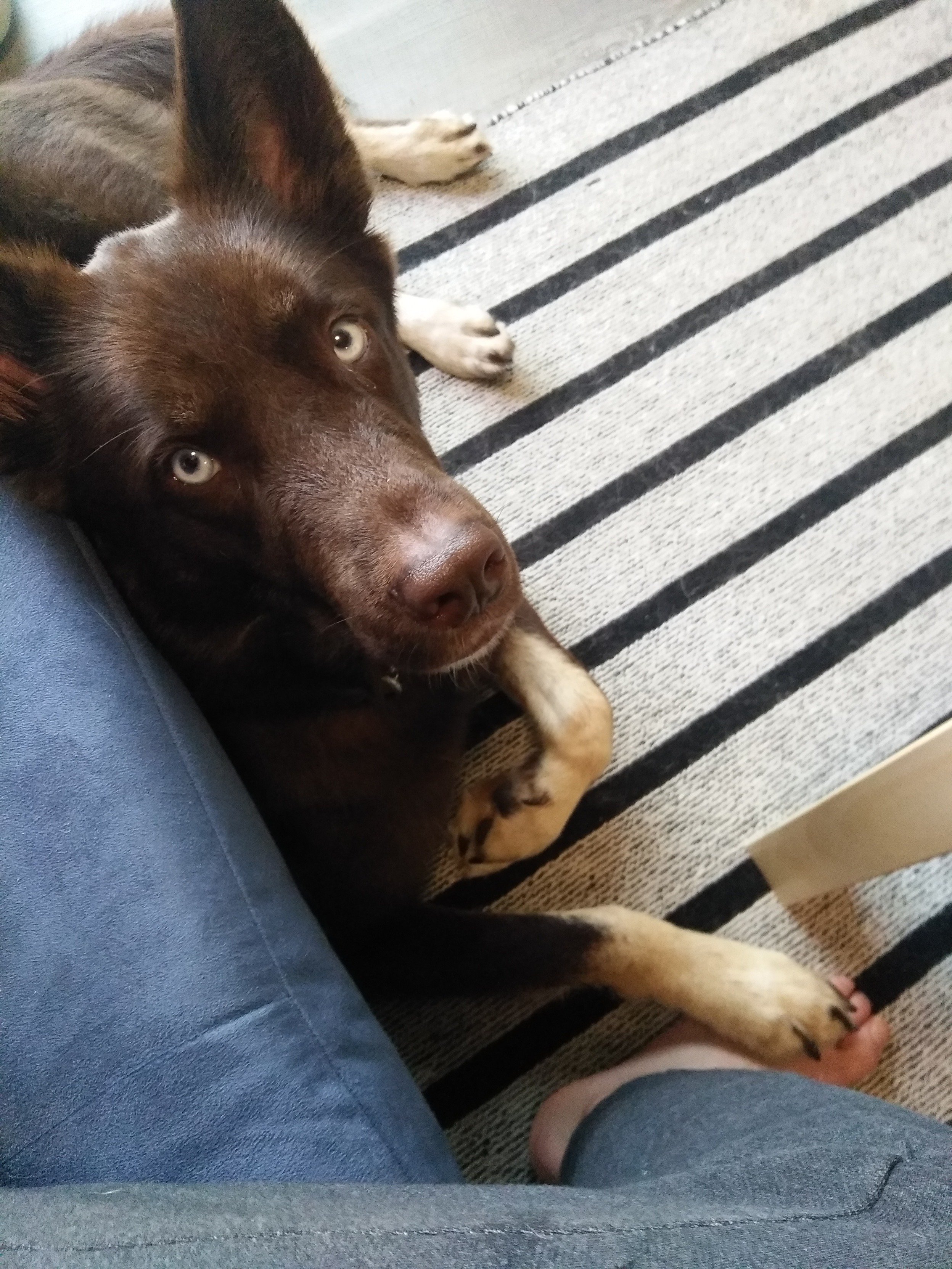 Why Does My Dog Put His Paw On My Foot