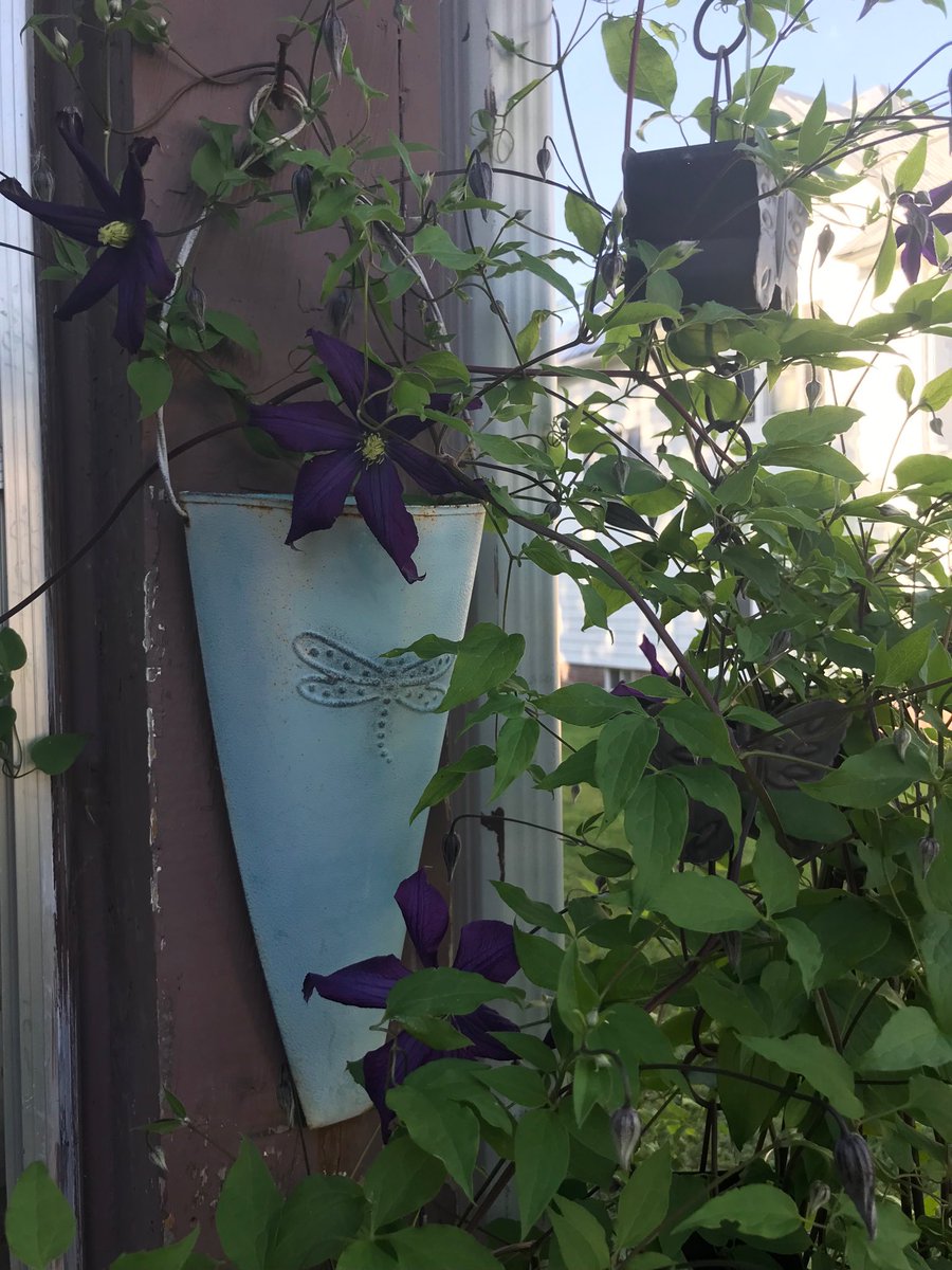 JenLechuga's tweet image. My clematis is pretty!