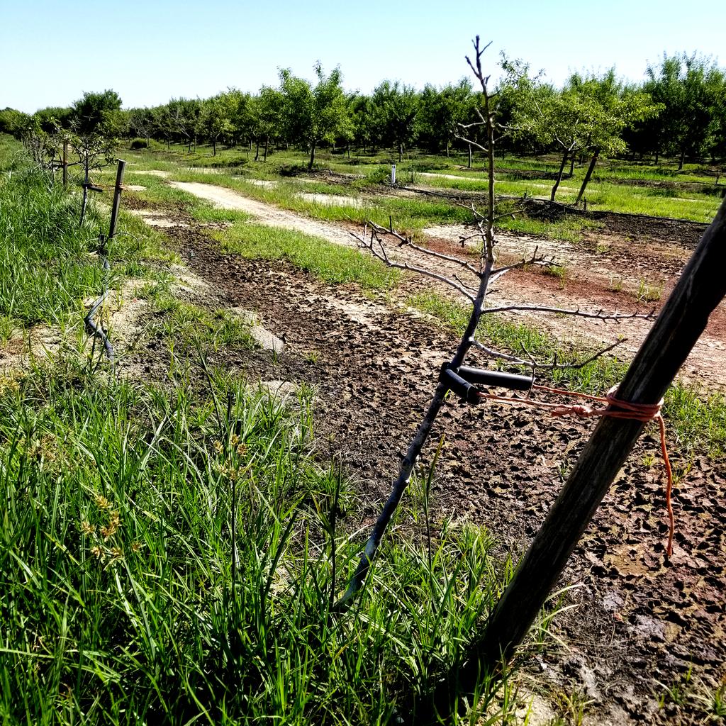 Land given back to farmer by oil company won't grow sh*t. #soilcontamination #watercontamination @CaWaterBoards