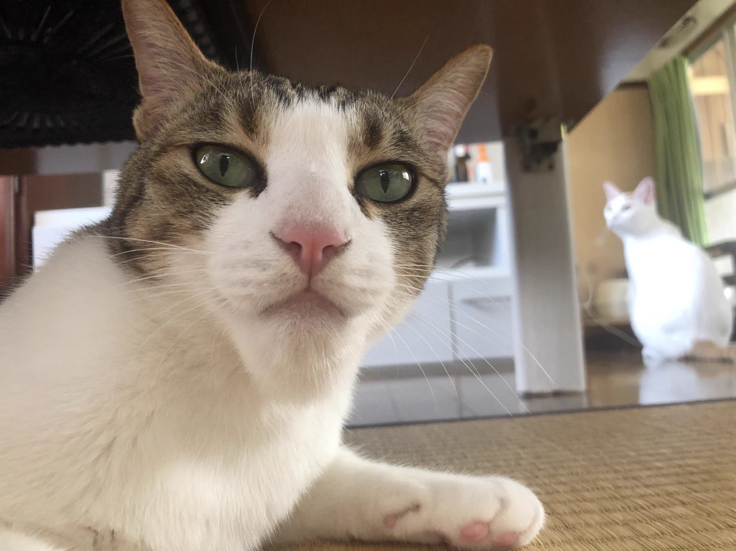 可哀想だけど笑ってしまうｗ蜂に刺された猫のアゴが完全にシャクレるｗｗｗ