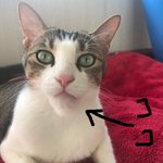 可哀想だけど笑ってしまうｗ蜂に刺された猫のアゴが完全にシャクレる!