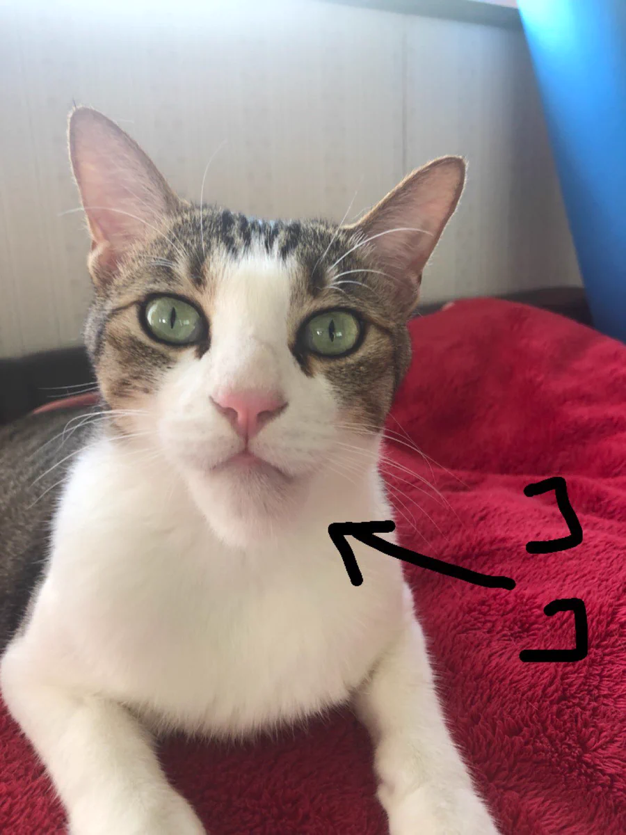 可哀想だけど笑ってしまうｗ蜂に刺された猫のアゴが完全にシャクレるｗｗｗ