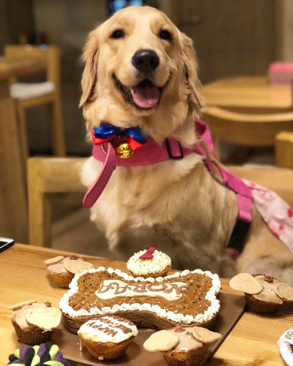iamnatashadoshi's tweet photo. Celebrated my baby’s first birthday! Happy birthday Noraa 😘 Thankyou for being the best companion I could ask for. I love you the most ❤️
#DogMom #GoldenRetriever #PetParent #Noraa https://t.co/I5ayh91yaN