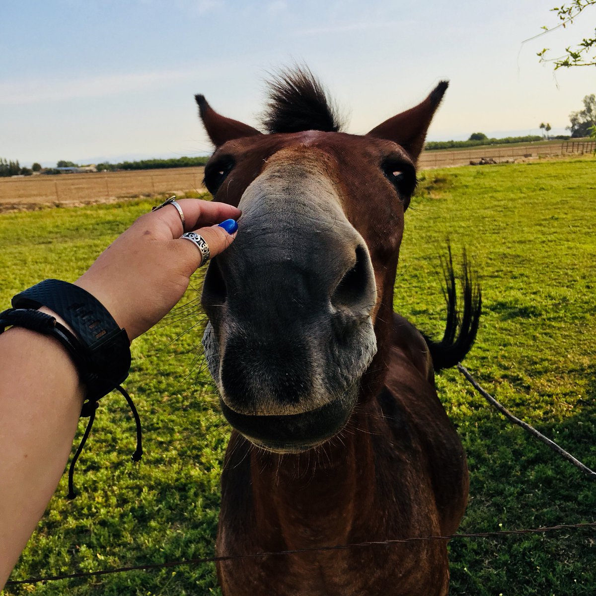 waywardandwine's tweet image. stuff from today’s walk 🐴🌼 #spnfit