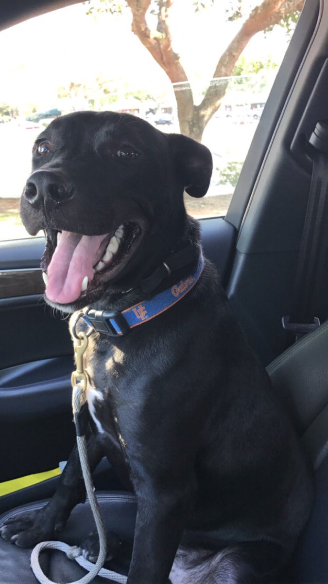 schmeed12's tweet photo. I’m not biased. My dog is adorable https://t.co/4LLoQ1W54u