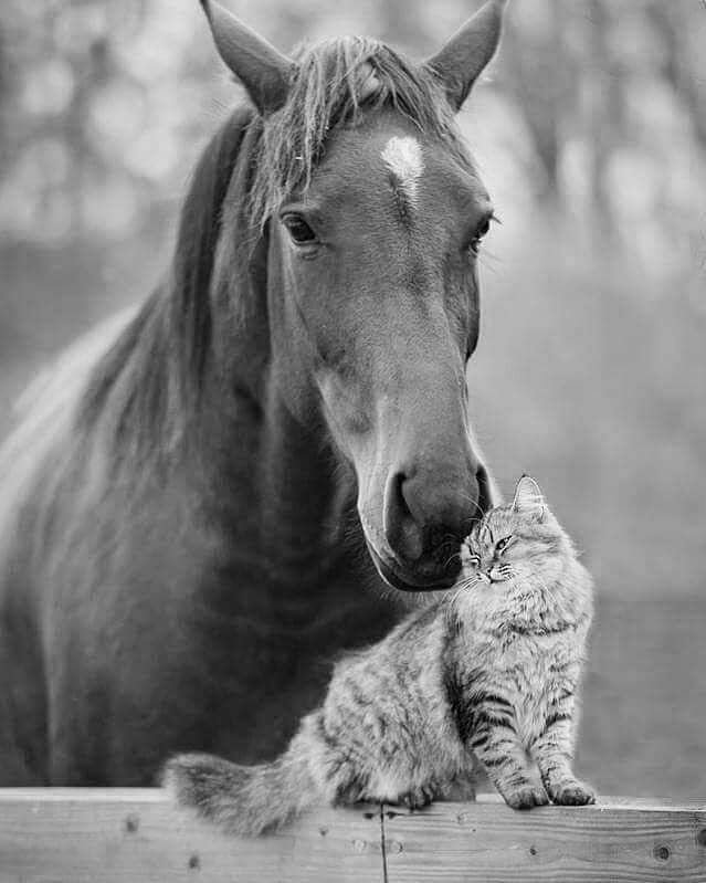antitaurino's tweet photo. "Los demás animales no entienden de razas, especies, religiones, clases sociales..., sólo entienden de vivir, amar y disfrutar de sus vidas en libertad."
(((❤️Vegan Love)❤️)) https://t.co/Xe0y3m4Egr