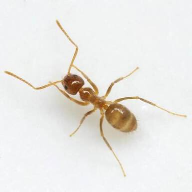 Crazy ants discovered in NSW for first time in a decade. Critical challenge for agriculture sector - aggressive ant which defends through spraying Formica acid.