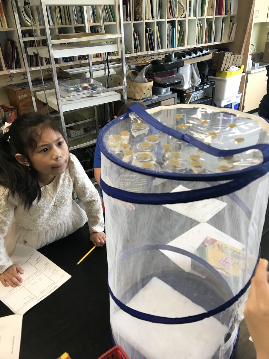 SoutholdScience's tweet photo. Pupae @southoldelem https://t.co/QBlnmNUvNp