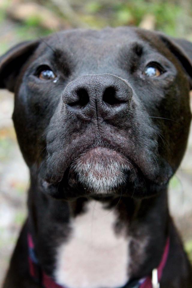 DogforDog's tweet image. Atlas is ready for his close-up! #firstheadshotday