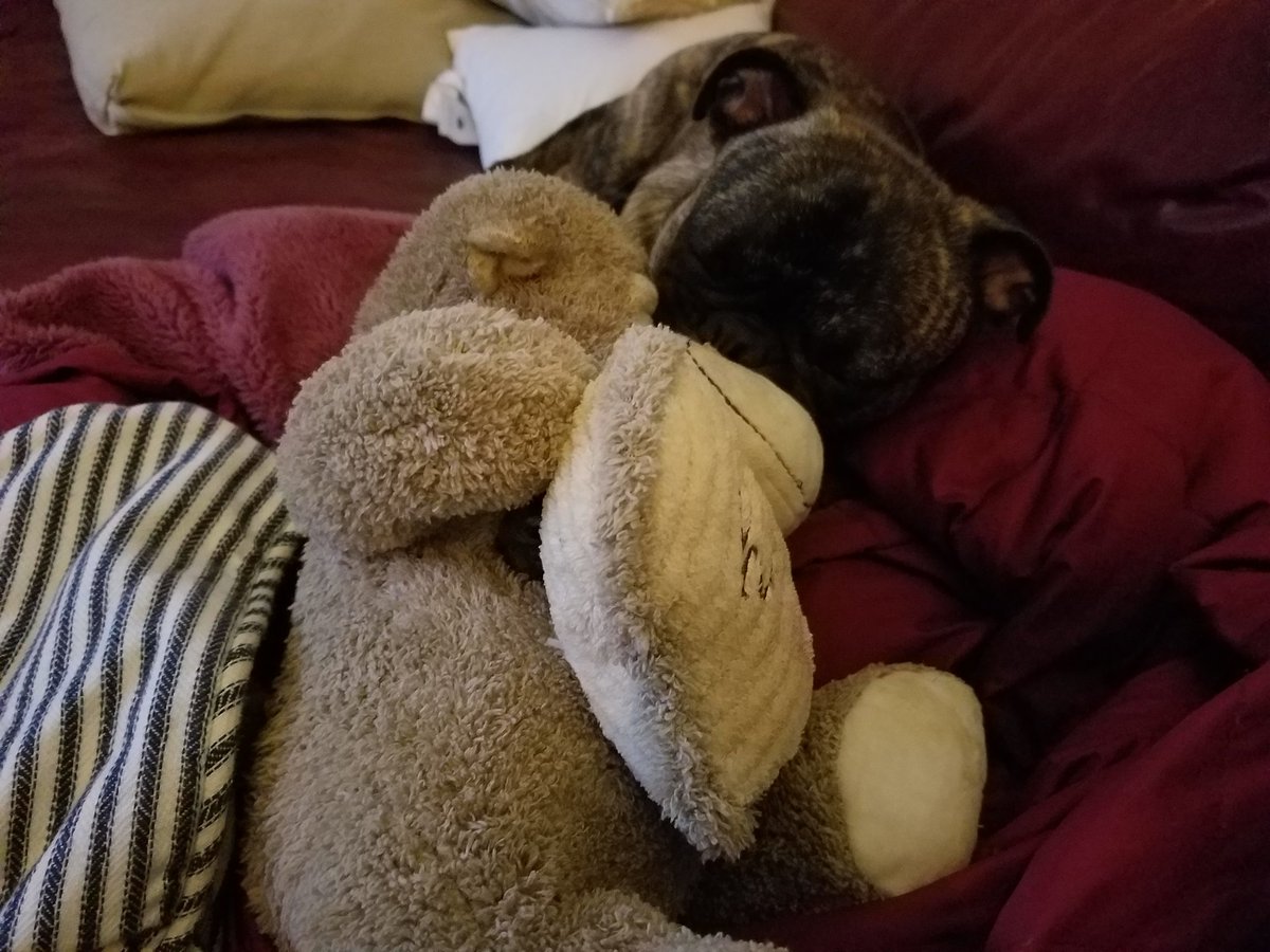 BetaDog2's tweet photo. Moxie loves her monkey #pugs #spoonie https://t.co/iKVIJhn3SZ