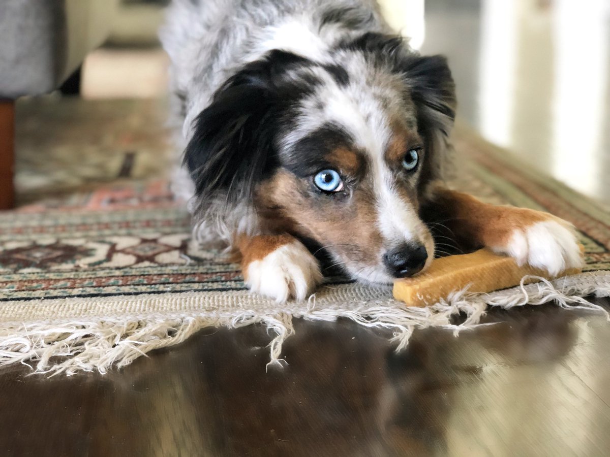 ColetteCarr's tweet photo. My dog is super cute https://t.co/3DuZo2TTY2