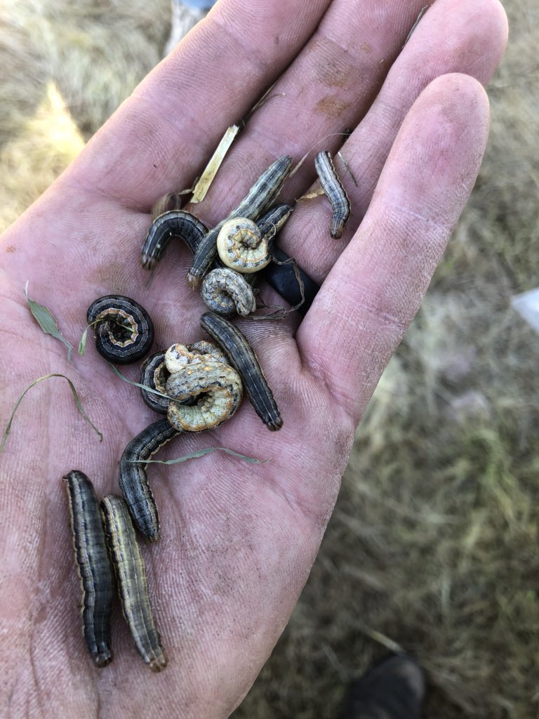 sean_nettleton's tweet photo. Well that escalated quickly! Wheat fields hay fields and CC fields are under attack! #armwormsinvade https://t.co/i2JDTuBN85