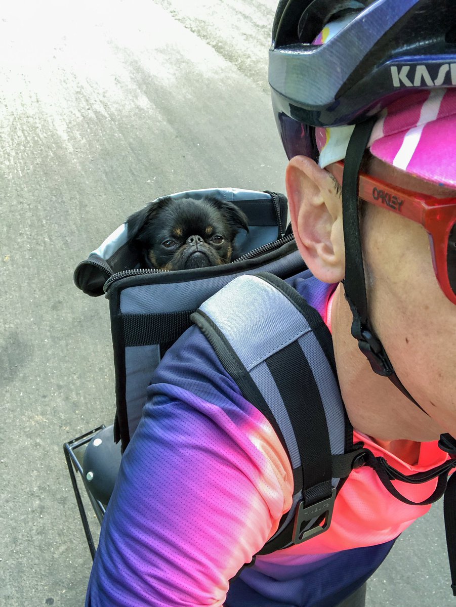 brianfung's tweet photo. Cracked the code...been commuting with Linkoln (my 🐶) for 5 mos. The @timbuk2 #muttmover he rides in has side “windows” but he never really stuck his head out...until I gave him a “sunroof.” https://t.co/Axo0YCoJtG