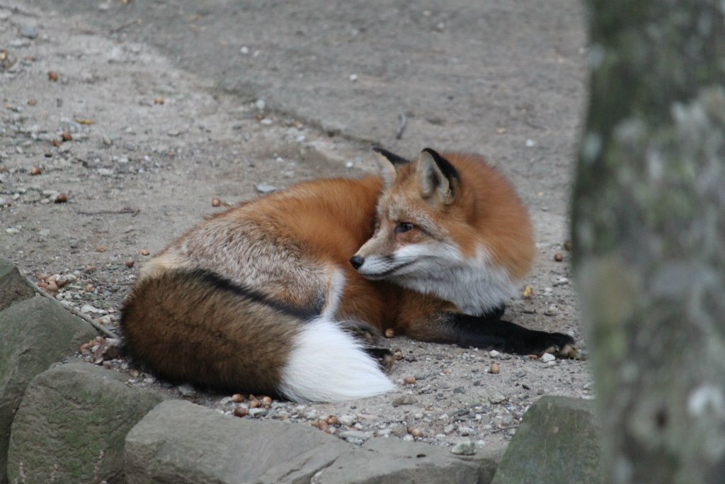 キツネ画像bot (@fox_mods) on Twitter photo 