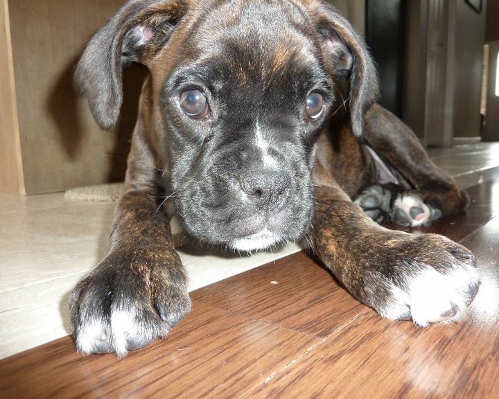 dwillsnhl's tweet photo. Eight great years with this girl. Happy Birthday Zoe! 🐶 🎂 #BoxerDog #PermaPuppy https://t.co/uE9HvyFXSl