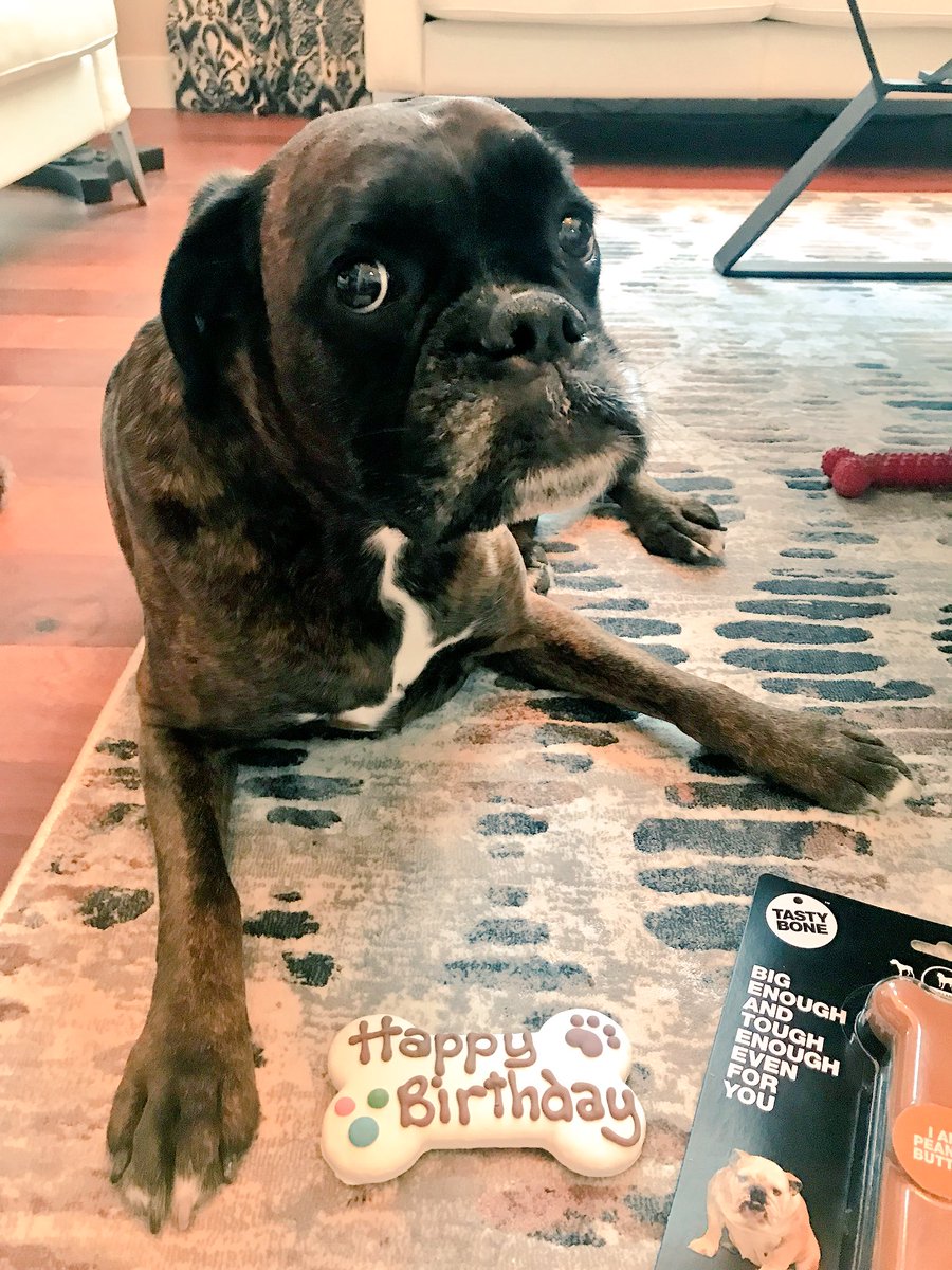 dwillsnhl's tweet photo. Eight great years with this girl. Happy Birthday Zoe! 🐶 🎂 #BoxerDog #PermaPuppy https://t.co/uE9HvyFXSl