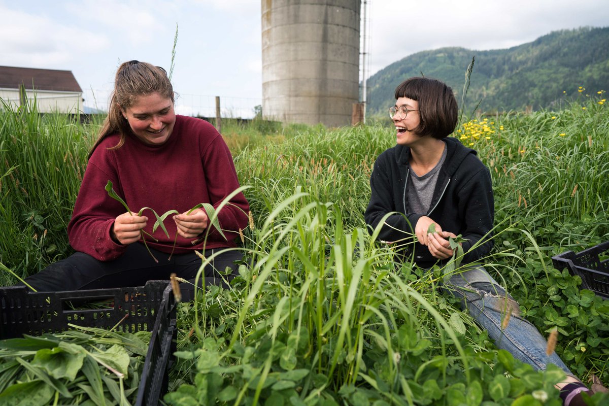 Two of our WWOOFers having a great time harvesting #plantain herbs for our products. It's easy to smile when you're with farm friends. #plantain #plantainherbs #organicplantainherbs #organicskincare #organicfarming #moonvalleyorganics