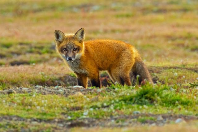 AlastairGSD's tweet image. Dying to see how the furry artists dramatize this one! I can just imagine a @tessgarman interpretation of this scene! 😆🦊#foxfail 

news.nationalgeographic.com/2018/05/bald-e…