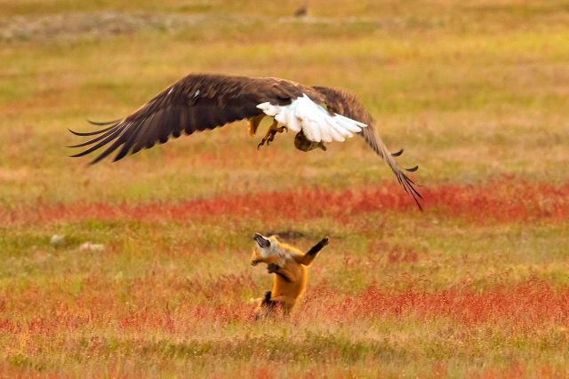 AlastairGSD's tweet image. Dying to see how the furry artists dramatize this one! I can just imagine a @tessgarman interpretation of this scene! 😆🦊#foxfail 

news.nationalgeographic.com/2018/05/bald-e…