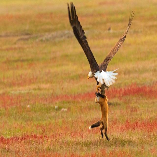 AlastairGSD's tweet image. Dying to see how the furry artists dramatize this one! I can just imagine a @tessgarman interpretation of this scene! 😆🦊#foxfail 

news.nationalgeographic.com/2018/05/bald-e…