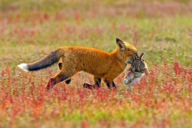 AlastairGSD's tweet image. Dying to see how the furry artists dramatize this one! I can just imagine a @tessgarman interpretation of this scene! 😆🦊#foxfail 

news.nationalgeographic.com/2018/05/bald-e…