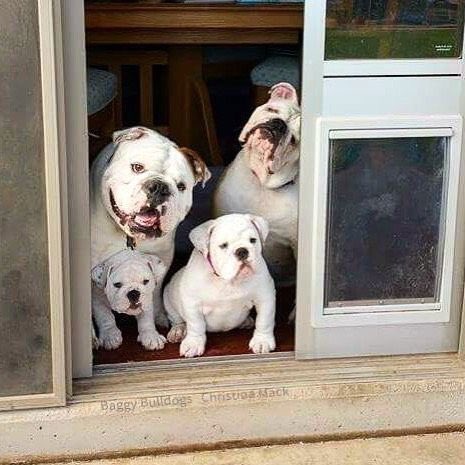 CampCookstown's tweet photo. “We Are Family, All These Beautiful Bulldogs &amp; Me”

#DogFamily
#DogsLife
#BullDogs
#DogLovers https://t.co/c6DJQjC1vx