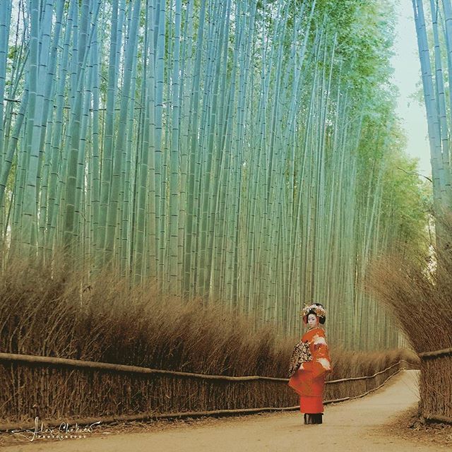 Japan_Flaneur's tweet photo. Фото @alexchekaev 
#утро #Арасияма #гейша #гейши #таю #бамбук #бамбуковаяроща #Киото #Япония 
Авторские путешествия, экскурсии, организация съемок, фотосессий и фототуров по всей Японии https://t.co/u8WS70N0gw 
Приглашаем присоединиться к нашей октябрьс… https://t.co/TVIzoqm3bW https://t.co/YAzQCq4asN