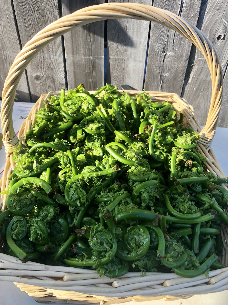 Fresh Fiddleheads!!!!  Get them while they last!  OPEN WITH PRODUCE TOMORROW FRIDAY!!!!!