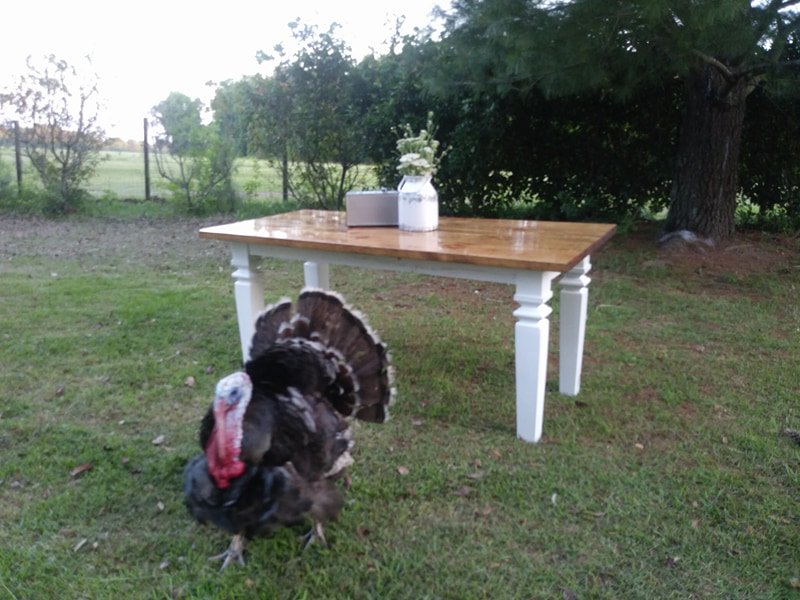 DogwoodWorks's tweet photo. Nothing like taking pictures of the final product and getting photobombed by a turkey named Hubert! (turkey's not for sale, but the table is lol) #FarmLife #farmhouse #table #woodworking #furniture #photobomb #turkey #helikesit #wood #outdoors #greenville #toomanyhashtags https://t.co/ZgxxEJzF4L